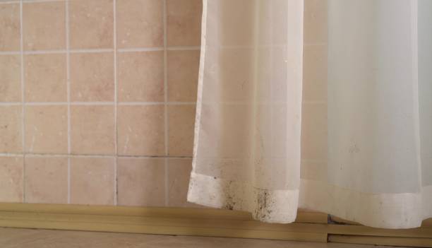 Best Basement Mold Removal  in Rosemead, CA