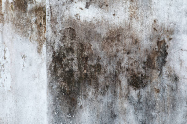 Best Crawl Space Mold Remediation  in Rosemead, CA