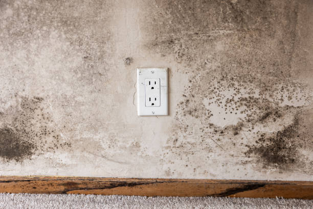 Best Dehumidification Services  in Rosemead, CA
