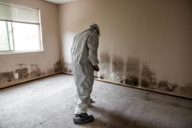Best Attic Mold Removal  in Rosemead, CA