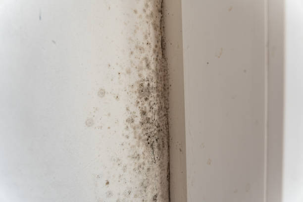 Best Real Estate Mold Inspection  in Rosemead, CA